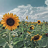 Rader Family Farms Sunflower Field